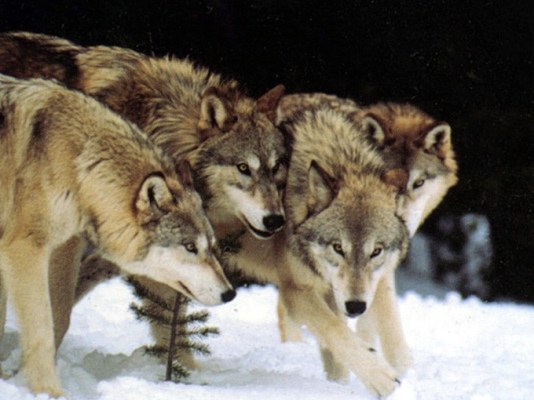 Wolf Pack