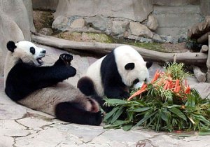 Pandas at the Chiang Mai Zoo in northern Thailand.
