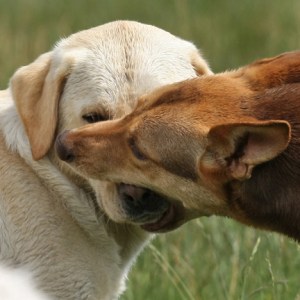 Dog muzzle grab.