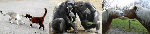 Pacifying Behavior Animals