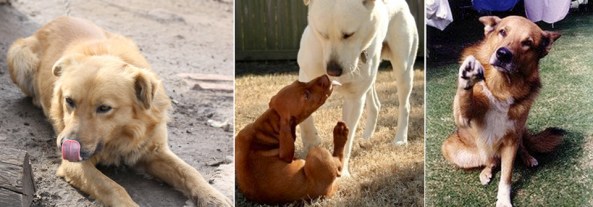 Pacifying Behavior Canids