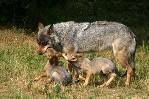 mother-wolf-regurgitating(HumansForWolves)