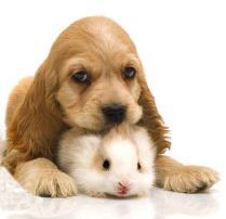 Puppy and guinea pig.