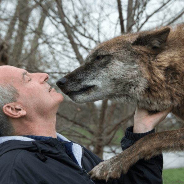 friendlywolfbehavior-1-600x600-1