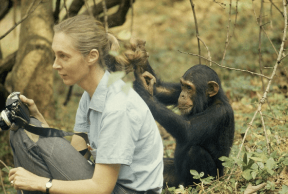 janegoodallandchimp1